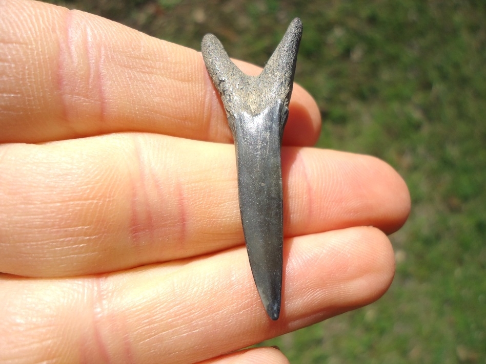 Large image 1 Excellent Goblin Shark Tooth