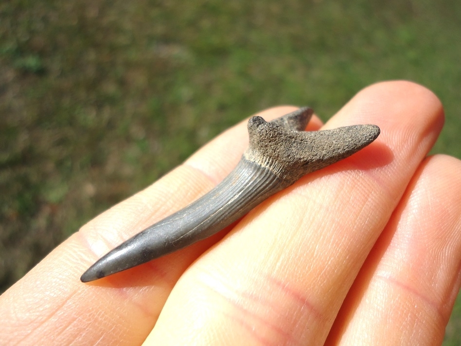 Large image 2 Excellent Goblin Shark Tooth