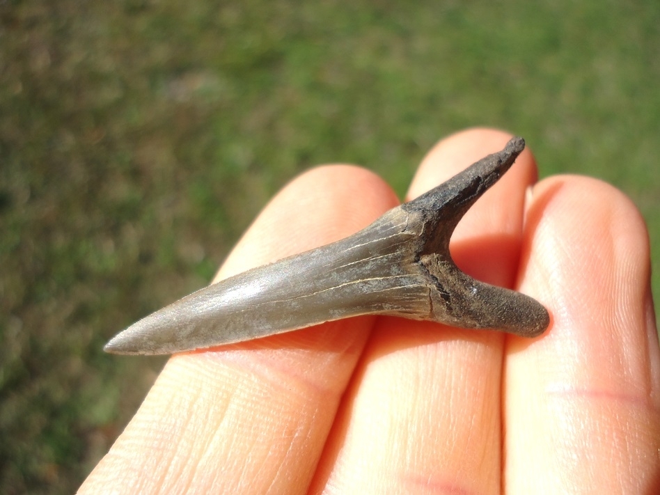 Large image 1 Excellent Goblin Shark Tooth