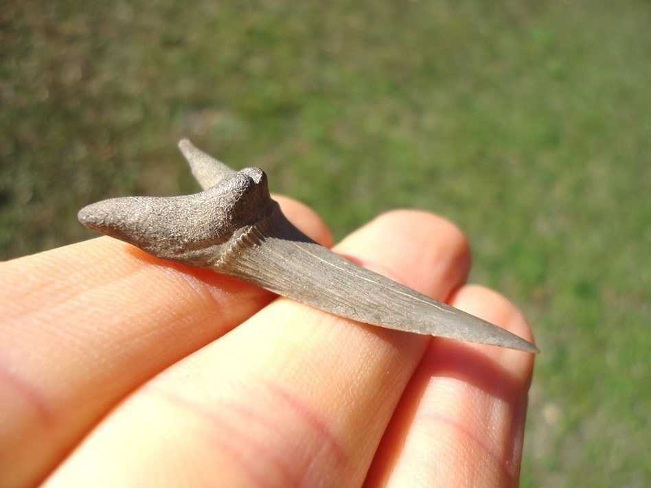 Large image 2 Excellent Goblin Shark Tooth