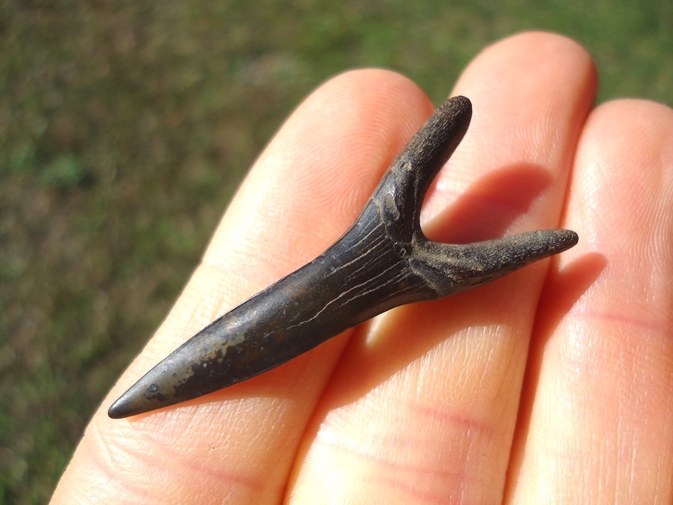 Large image 1 Excellent Goblin Shark Tooth