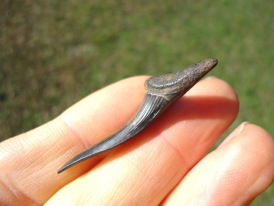 Large image 2 Excellent Goblin Shark Tooth