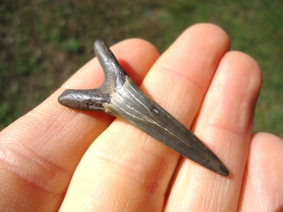 Large image 1 Excellent Goblin Shark Tooth