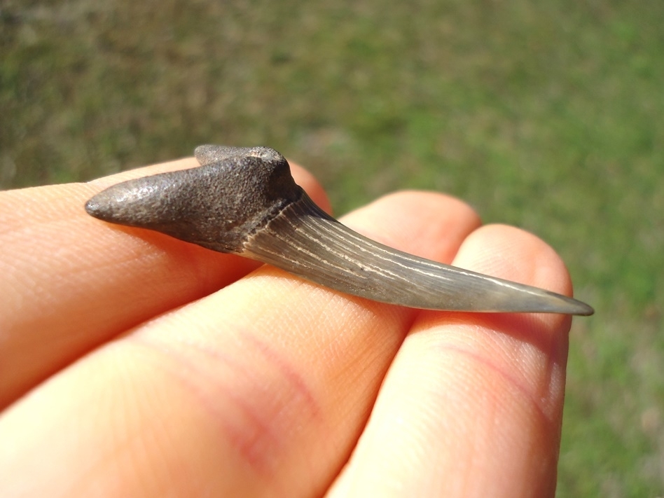 Large image 2 Excellent Goblin Shark Tooth