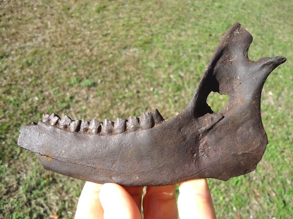 Large image 1 Excellent Deer Mandible with Five Teeth