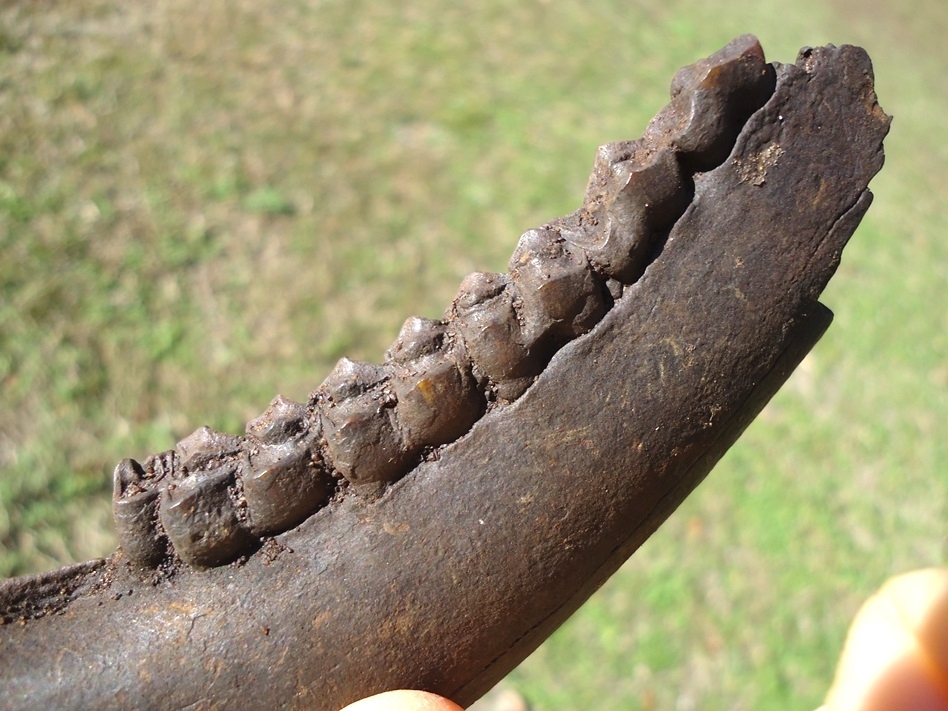 Large image 2 Excellent Deer Mandible with Five Teeth