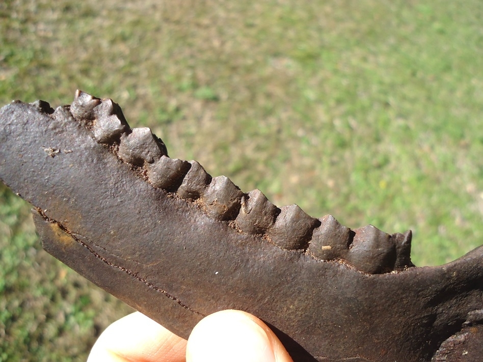 Large image 3 Excellent Deer Mandible with Five Teeth