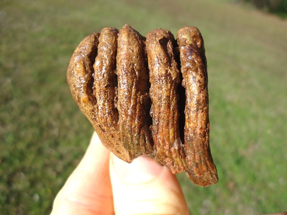 Large image 1 Colorful Juvenile Mammoth Tooth