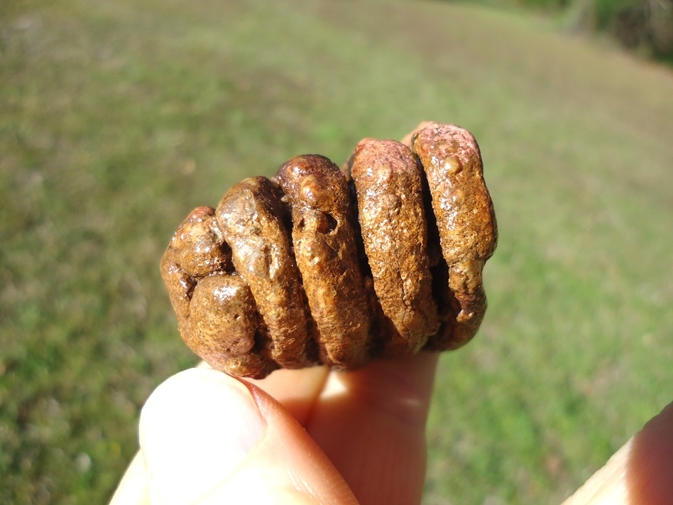 Large image 2 Colorful Juvenile Mammoth Tooth