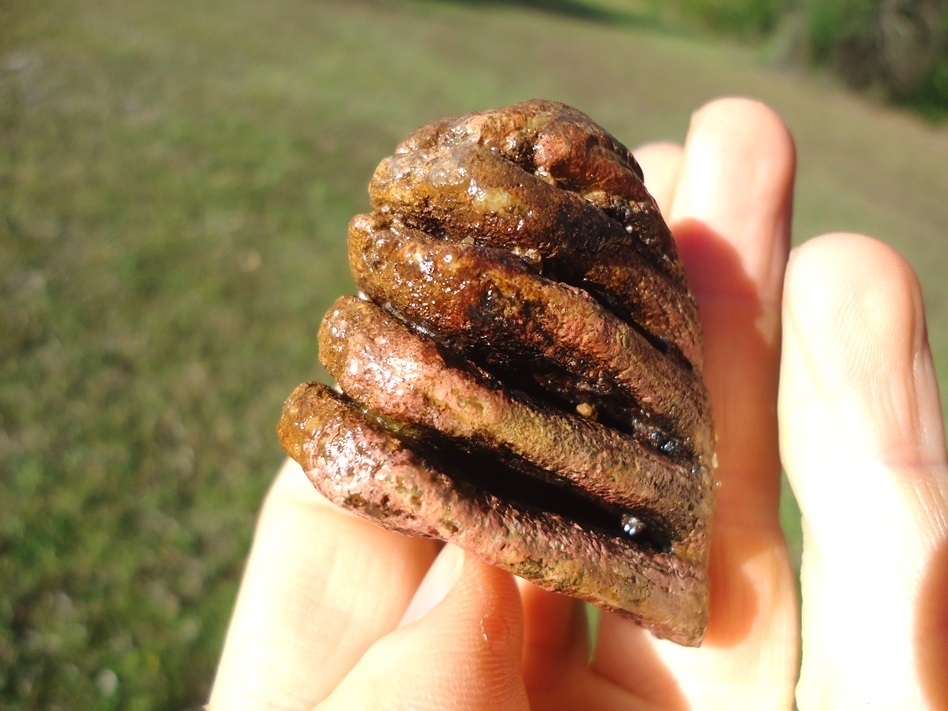 Large image 3 Colorful Juvenile Mammoth Tooth