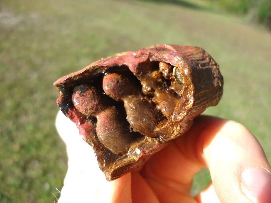 Large image 4 Colorful Juvenile Mammoth Tooth