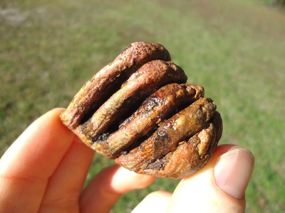 Large image 5 Colorful Juvenile Mammoth Tooth