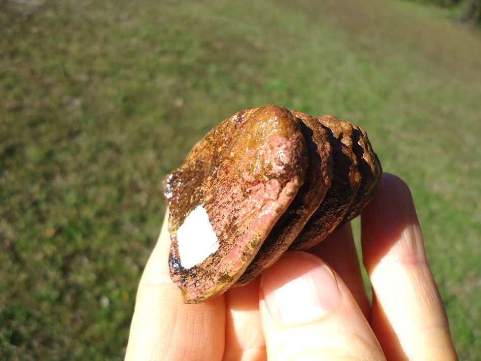 Large image 6 Colorful Juvenile Mammoth Tooth