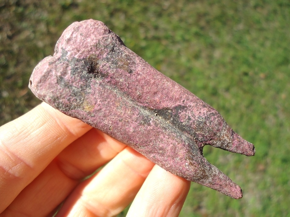 Large image 1 Unique Pink Algae Stained Horse Tooth