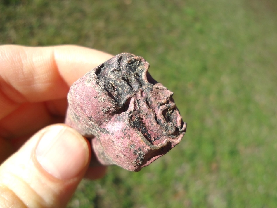 Large image 3 Unique Pink Algae Stained Horse Tooth