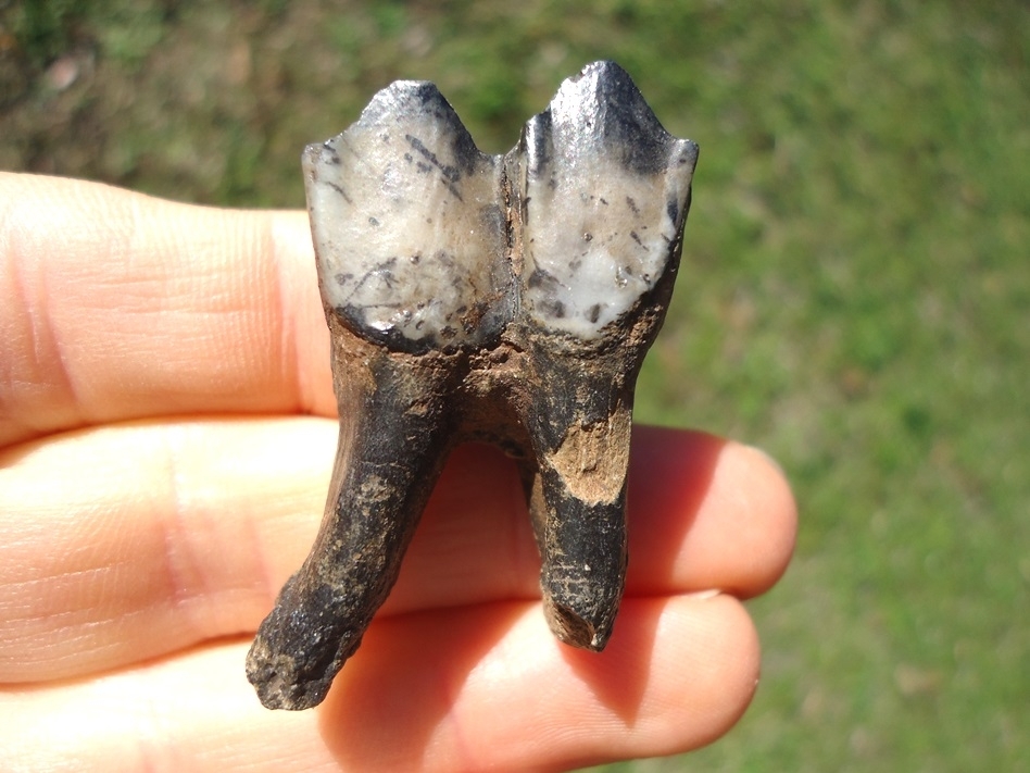 Large image 1 Top Quality Rooted Llama Tooth