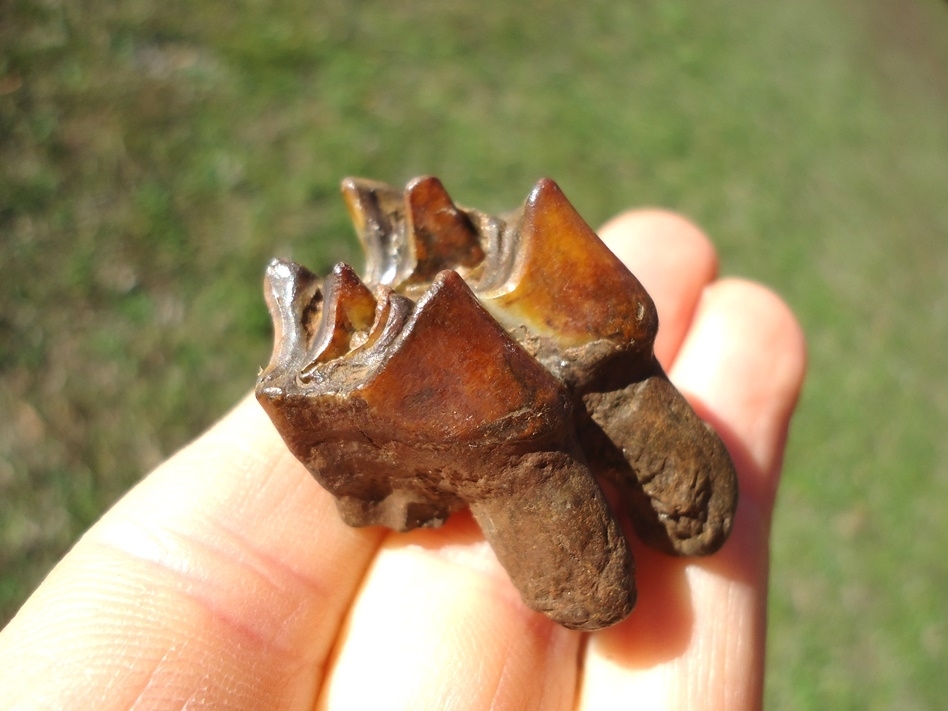 Large image 3 Fiery Colorful Llama Molar