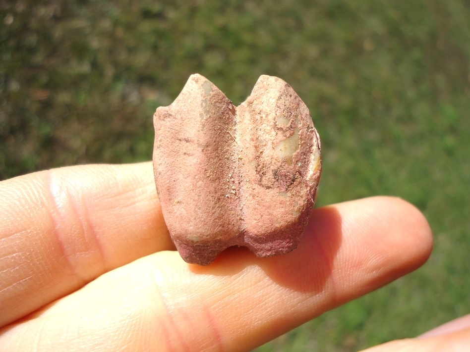 Large image 1 Pink Algae Llama Tooth