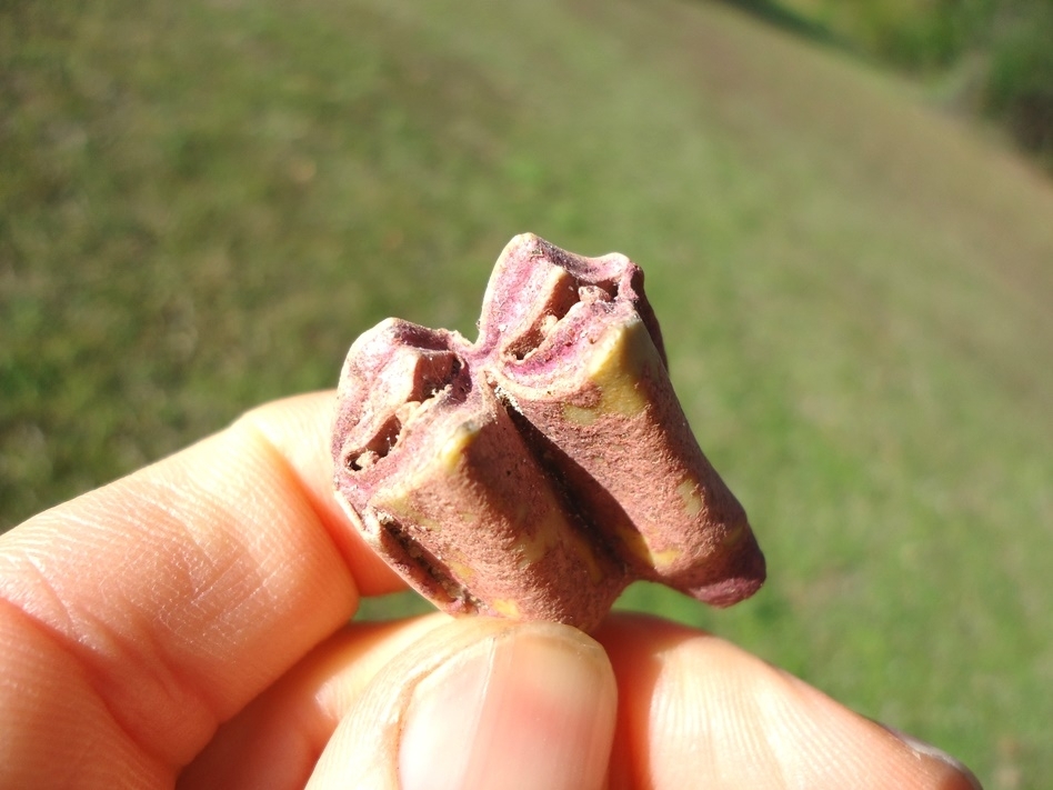 Large image 2 Pink Algae Llama Tooth