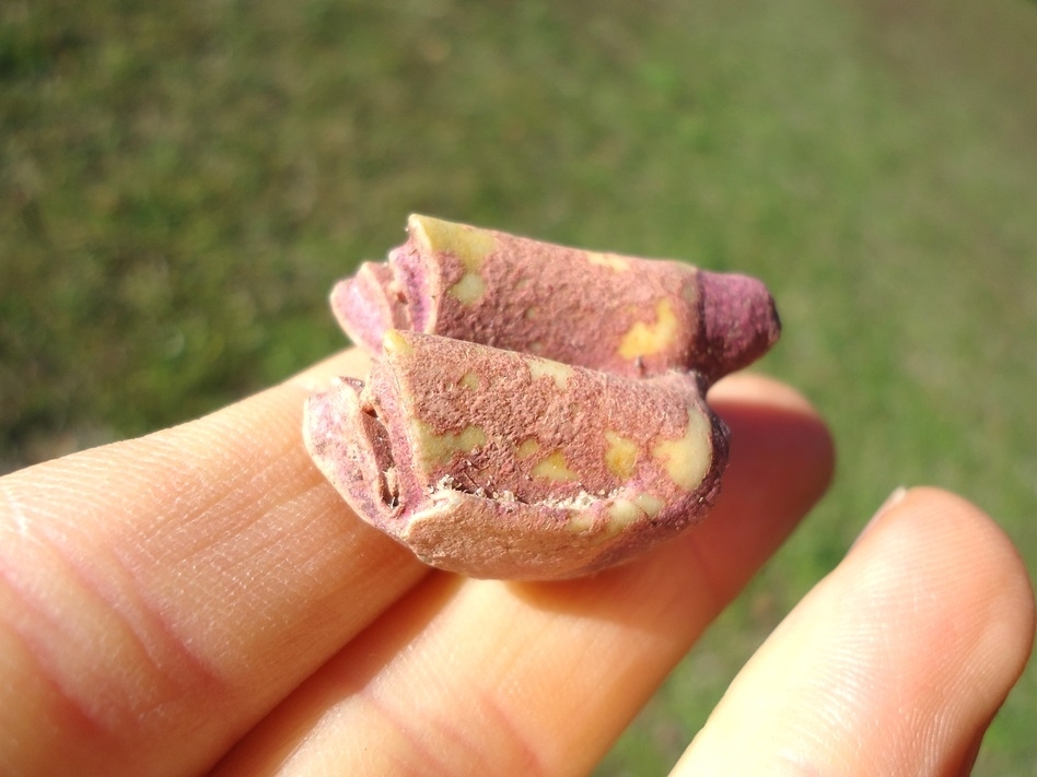 Large image 3 Pink Algae Llama Tooth