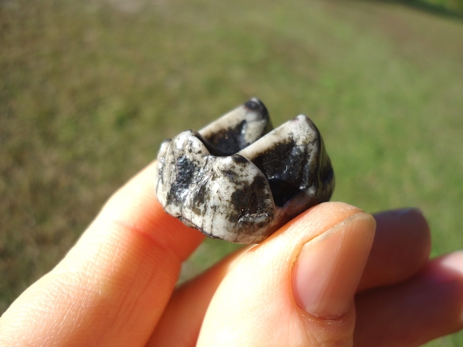 Large image 3 Stunning Marbled Tapir Upper Molar