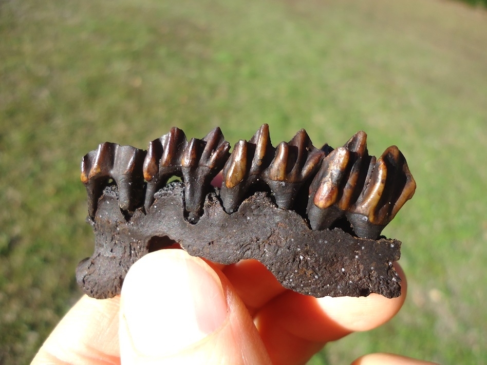 Large image 1 Section of Deer Maxilla with Four Colorful Teeth