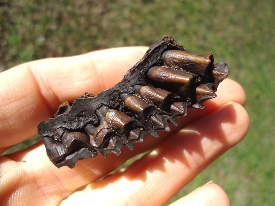 Large image 2 Section of Deer Maxilla with Four Colorful Teeth