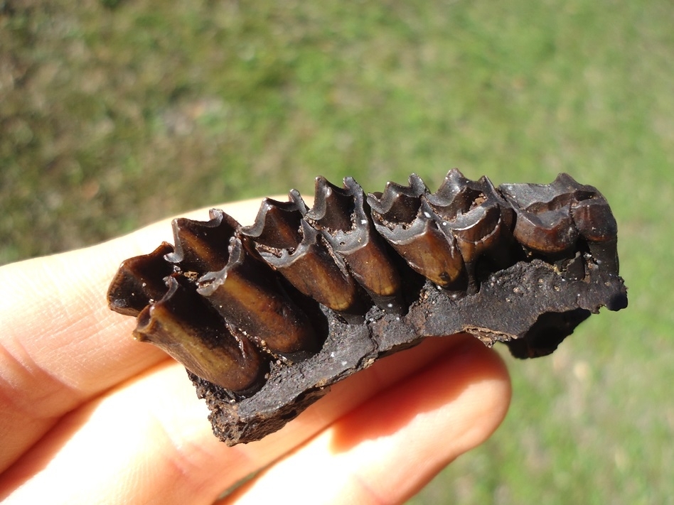 Large image 3 Section of Deer Maxilla with Four Colorful Teeth