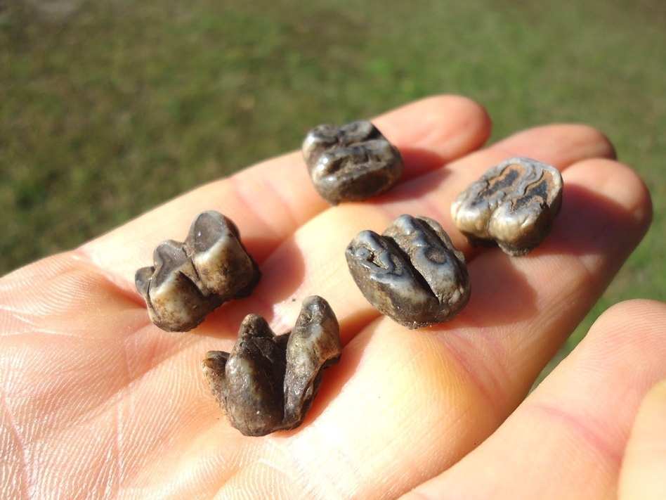 Large image 1 Five Choice Manatee Teeth