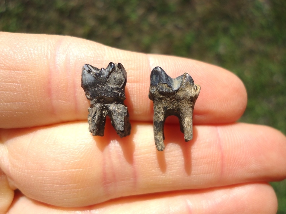 Large image 1 Two Uncommon Juvenile Manatee Teeth