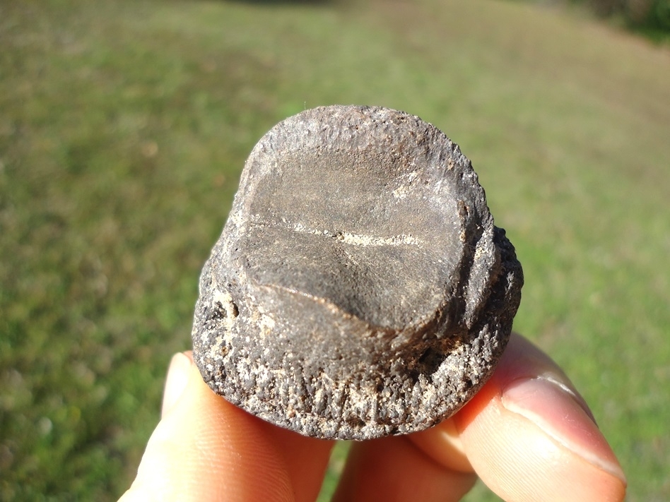 Large image 2 Top Quality Giant Tortoise Claw Core