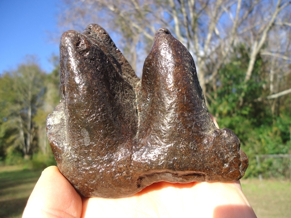 Large image 1 Very Nice Partial Mastodon Tooth