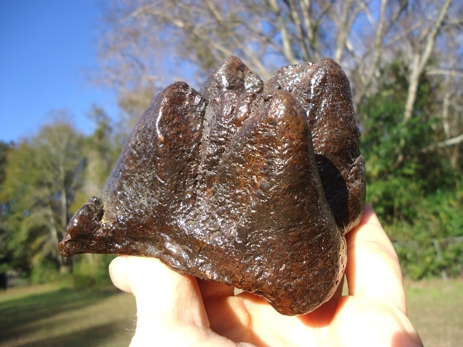 Large image 2 Very Nice Partial Mastodon Tooth