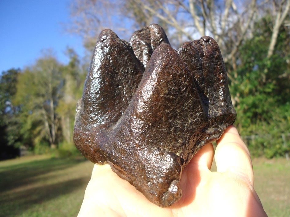 Large image 3 Very Nice Partial Mastodon Tooth