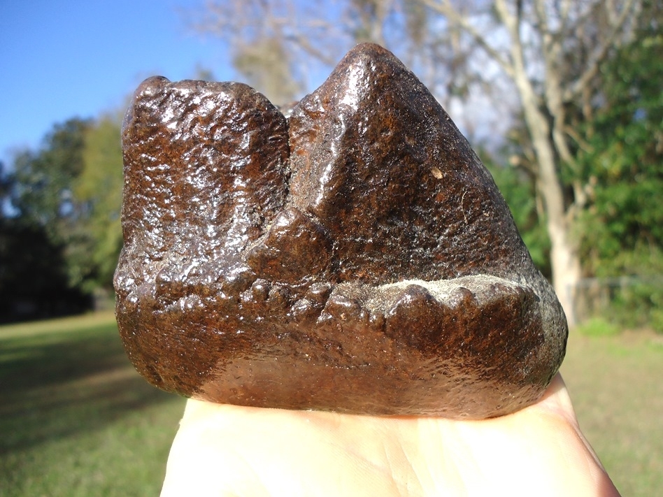 Large image 4 Very Nice Partial Mastodon Tooth