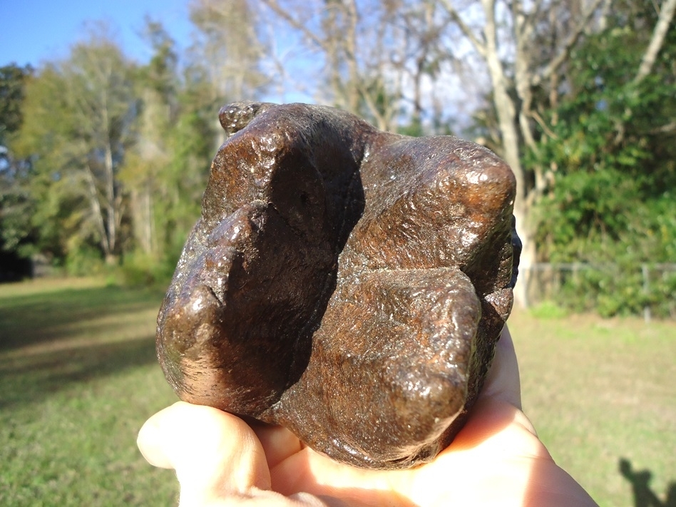 Large image 5 Very Nice Partial Mastodon Tooth