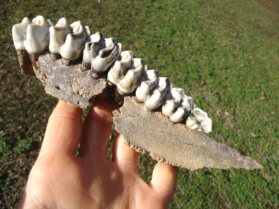 Large image 1 World Class Tapir Maxilla with Seven Teeth