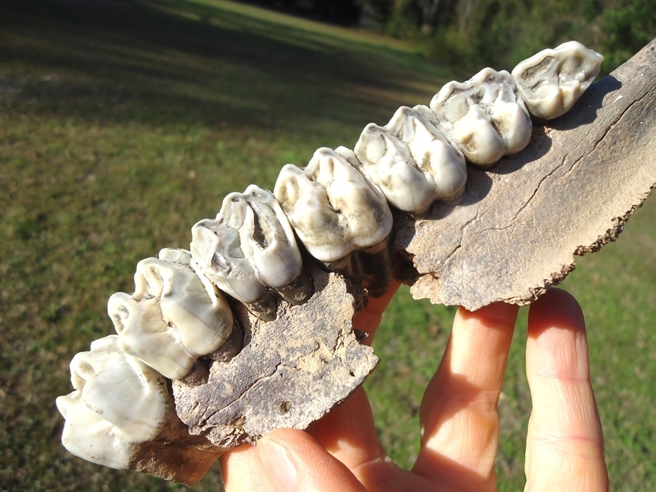 Large image 4 World Class Tapir Maxilla with Seven Teeth