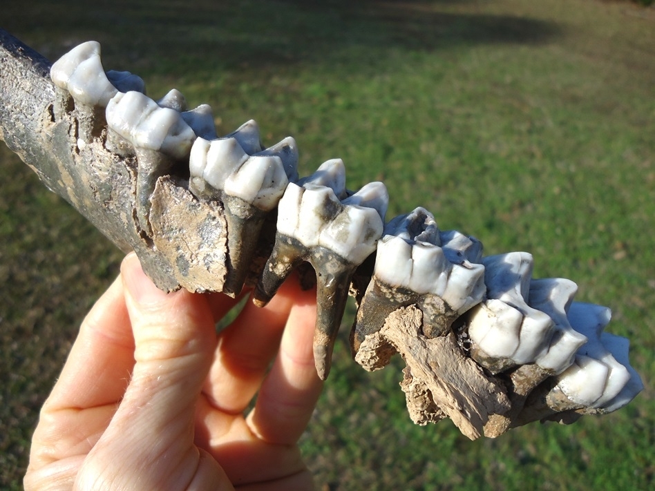 Large image 5 World Class Tapir Maxilla with Seven Teeth