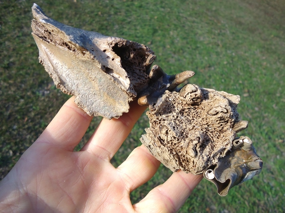 Large image 6 World Class Tapir Maxilla with Seven Teeth