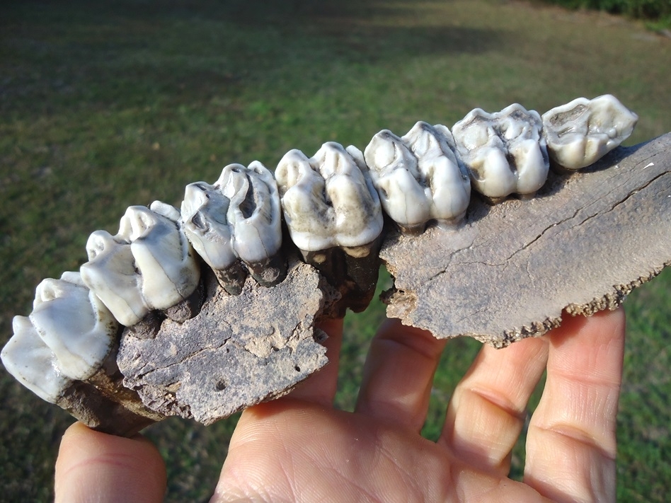 Large image 7 World Class Tapir Maxilla with Seven Teeth