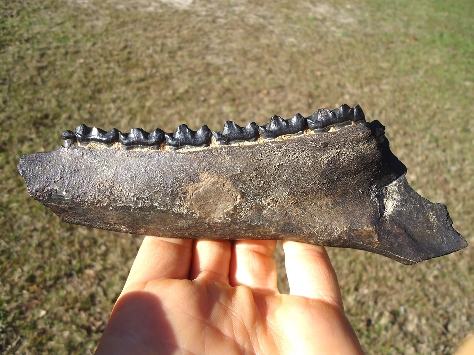 Large image 1 Museum Quality Three-Toed Horse Mandible