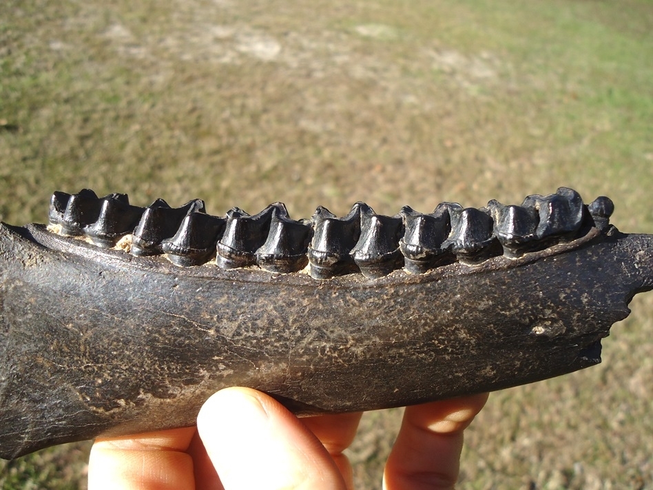 Large image 4 Museum Quality Three-Toed Horse Mandible