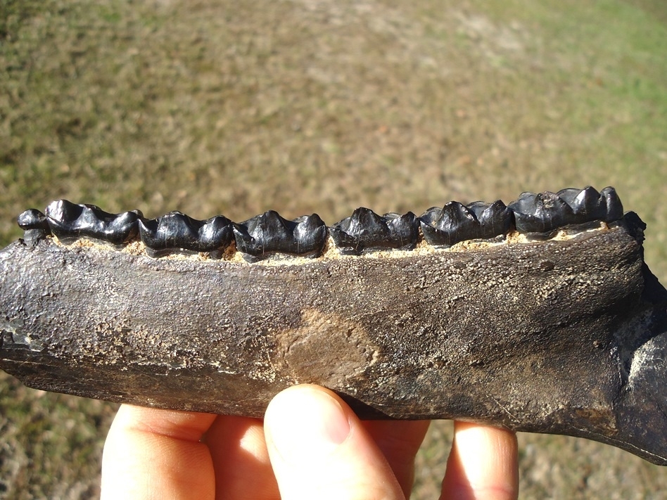 Large image 5 Museum Quality Three-Toed Horse Mandible