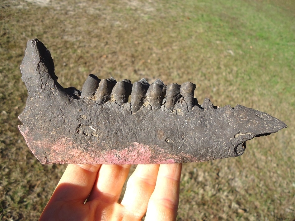 Large image 1 Unique Llama Mandible with Three Teeth