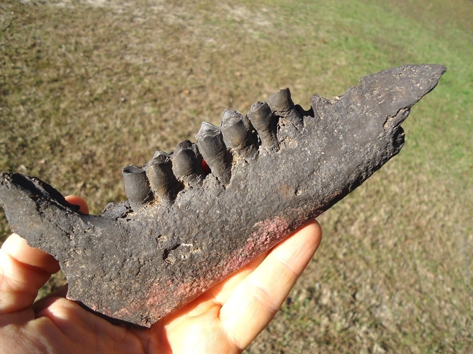 Large image 3 Unique Llama Mandible with Three Teeth