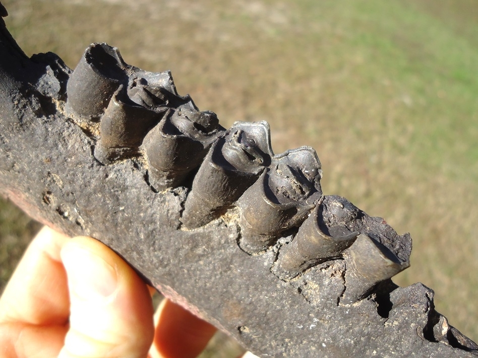 Large image 4 Unique Llama Mandible with Three Teeth