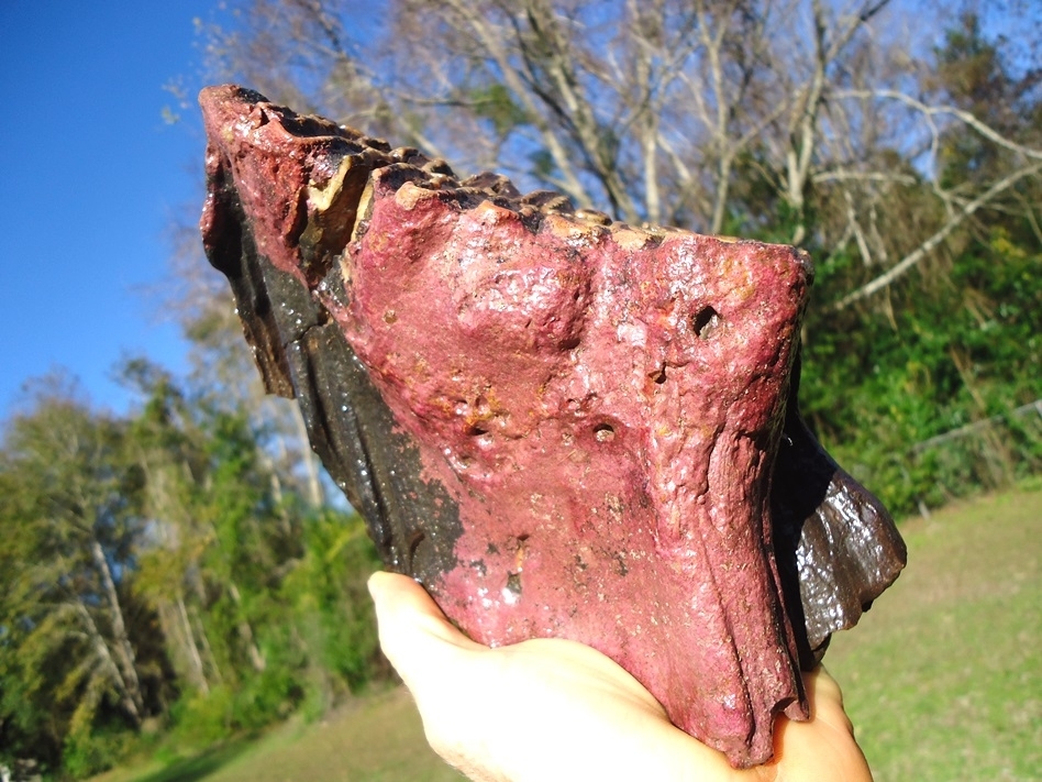 Large image 1 Unique Pathological Mammoth Tooth with Pink Algae