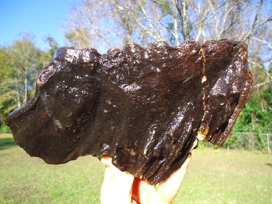 Large image 2 Unique Pathological Mammoth Tooth with Pink Algae