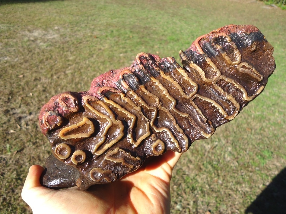 Large image 3 Unique Pathological Mammoth Tooth with Pink Algae